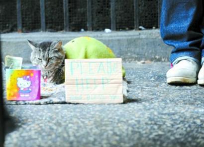 一名失业者带着小猫在纽约街头乞讨