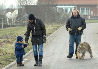 德国驯兽师带老虎上街散步引发骚动(图) 