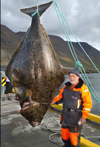 德垂钓者捕获巨型比目鱼 重430斤够千人食用(图)