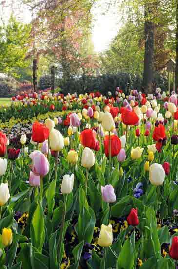 留学荷兰实拍全球最美的花园：库肯霍夫