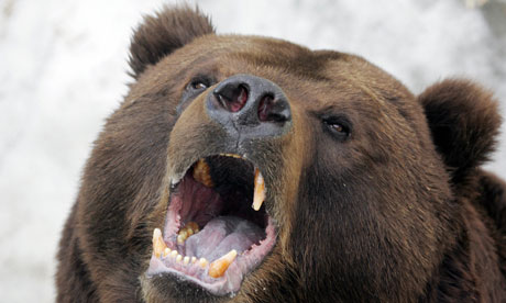 俄野生熊栖息环境极度恶化 掘墓啃食尸体充饥(图)