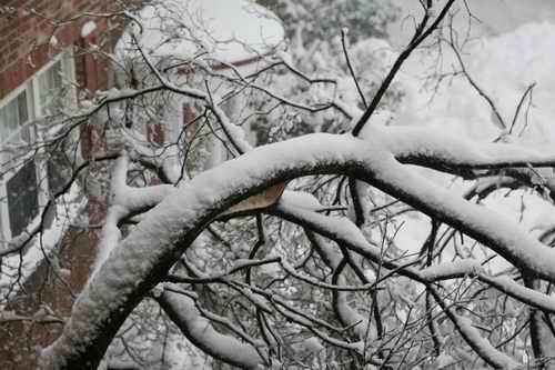 实拍美东地区2011年第一场导致全城放假的暴风雪