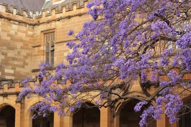 悉尼大学的“考试”神树