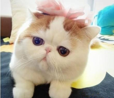 萌照